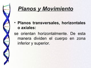 Planos y Movimiento

• Planos transversales, horizontales
  o axiales:
se orientan horizontalmente. De esta
  manera dividen el cuerpo en zona
  inferior y superior.
 