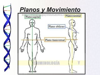 Planos y Movimiento
 