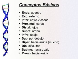 Conceptos Básicos
•   Endo: adentro
•   Exo: externo
•   Inter: entre 2 cosas
•   Proximal: cerca
•   Distal: lejos
•   Supra: arriba
•   Infra: abajo
•   Sub: por debajo
•   Hiper: hacia arriba (mucho)
•   Dio: dificultad
•   Supino: hacia abajo
•   Prono: hacia arriba
 