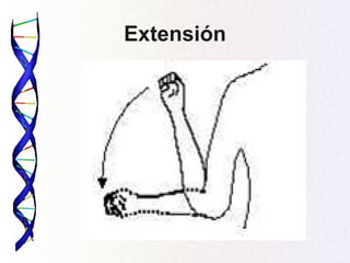 Extensión
 