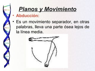 Planos y Movimiento
• Abducción:
• Es un movimiento separador, en otras
  palabras, lleva una parte ósea lejos de
  la línea media.
 