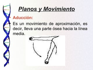Planos y Movimiento
• Aducción:
• Es un movimiento de aproximación, es
  decir, lleva una parte ósea hacia la línea
  media.
 