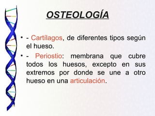 OSTEOLOGÍA

• - Cartílagos, de diferentes tipos según
  el hueso.
• - Periostio: membrana que cubre
  todos los huesos, excepto en sus
  extremos por donde se une a otro
  hueso en una articulación.
 