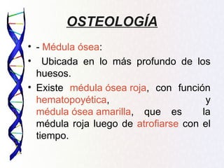 OSTEOLOGÍA
• - Médula ósea:
• Ubicada en lo más profundo de los
  huesos.
• Existe médula ósea roja, con función
  hematopoyética,                      y
  médula ósea amarilla, que es        la
  médula roja luego de atrofiarse con el
  tiempo.
 