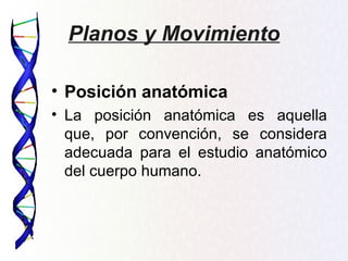 Planos y Movimiento

• Posición anatómica
• La posición anatómica es aquella
  que, por convención, se considera
  adecuada para el estudio anatómico
  del cuerpo humano.
 