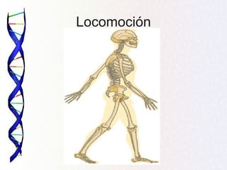 Locomoción
 
