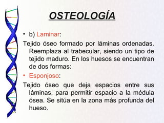 OSTEOLOGÍA
• b) Laminar:
Tejido óseo formado por láminas ordenadas.
  Reemplaza al trabecular, siendo un tipo de
  tejido maduro. En los huesos se encuentran
  de dos formas:
• Esponjoso:
Tejido óseo que deja espacios entre sus
  láminas, para permitir espacio a la médula
  ósea. Se sitúa en la zona más profunda del
  hueso.
 