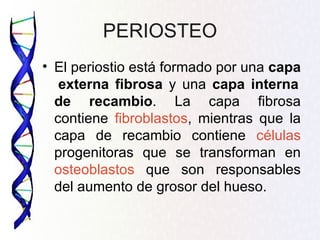 PERIOSTEO
• El periostio está formado por una capa
   externa fibrosa y una capa interna
  de recambio. La capa fibrosa
  contiene fibroblastos, mientras que la
  capa de recambio contiene células
  progenitoras que se transforman en
  osteoblastos que son responsables
  del aumento de grosor del hueso.
 