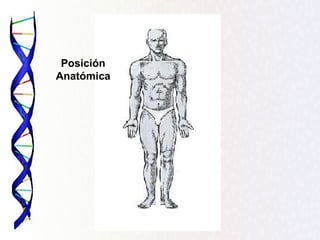 Posición
Anatómica
 
