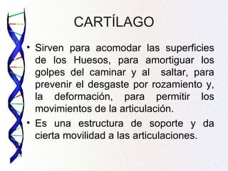 CARTÍLAGO
• Sirven para acomodar las superficies
  de los Huesos, para amortiguar los
  golpes del caminar y al saltar, para
  prevenir el desgaste por rozamiento y,
  la deformación, para permitir los
  movimientos de la articulación.
• Es una estructura de soporte y da
  cierta movilidad a las articulaciones.
 