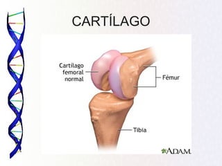 CARTÍLAGO
 