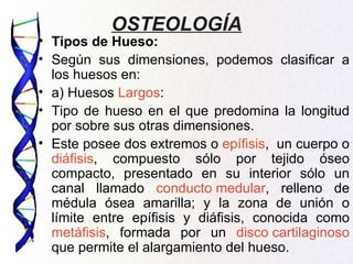 OSTEOLOGÍA
• Tipos de Hueso:
• Según sus dimensiones, podemos clasificar a
  los huesos en:
• a) Huesos Largos:
• Tipo de hueso en el que predomina la longitud
  por sobre sus otras dimensiones.
• Este posee dos extremos o epífisis, un cuerpo o
  diáfisis, compuesto sólo por tejido óseo
  compacto, presentado en su interior sólo un
  canal llamado conducto medular, relleno de
  médula ósea amarilla; y la zona de unión o
  límite entre epífisis y diáfisis, conocida como
  metáfisis, formada por un disco cartilaginoso
  que permite el alargamiento del hueso.
 