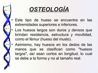 OSTEOLOGÍA
• Este tipo de hueso se encuentra en las
  extremidades superiores e inferiores.
• Los huesos largos son duros y densos que
  brindan resistencia, estructura y movilidad,
  como el fémur (hueso del muslo).
• Asimismo, hay huesos en los dedos de las
  manos que se clasifican como "huesos
  largos", así sean cortos en longitud, lo cual
  se debe a la forma y no al tamaño real.
 