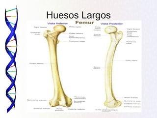 Huesos Largos
 