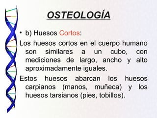 OSTEOLOGÍA
• b) Huesos Cortos:
Los huesos cortos en el cuerpo humano
  son similares a un cubo, con
  mediciones de largo, ancho y alto
  aproximadamente iguales.
Estos huesos abarcan los huesos
  carpianos (manos, muñeca) y los
  huesos tarsianos (pies, tobillos).
 