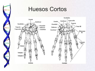 Huesos Cortos
 