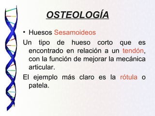 OSTEOLOGÍA
• Huesos Sesamoideos
Un tipo de hueso corto que es
  encontrado en relación a un tendón,
  con la función de mejorar la mecánica
  articular.
El ejemplo más claro es la rótula o
  patela.
 