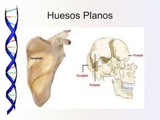 Huesos Planos
 