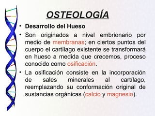 OSTEOLOGÍA
• Desarrollo del Hueso
• Son originados a nivel embrionario por
  medio de membranas; en ciertos puntos del
  cuerpo el cartílago existente se transformará
  en hueso a medida que crecemos, proceso
  conocido como osificación.
• La osificación consiste en la incorporación
  de    sales      minerales     al    cartílago,
  reemplazando su conformación original de
  sustancias orgánicas (calcio y magnesio).
 