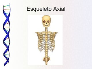 Esqueleto Axial
 