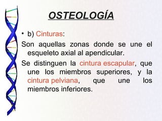 OSTEOLOGÍA
• b) Cinturas:
Son aquellas zonas donde se une el
  esqueleto axial al apendicular.
Se distinguen la cintura escapular, que
  une los miembros superiores, y la
  cintura pelviana,    que    une    los
  miembros inferiores.
 
