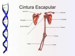 Cintura Escapular
 