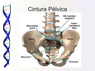 Cintura Pélvica
 
