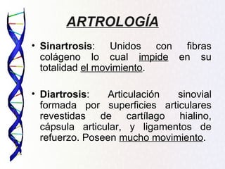 ARTROLOGÍA
• Sinartrosis: Unidos con fibras
  colágeno lo cual impide en su
  totalidad el movimiento.

• Diartrosis:   Articulación  sinovial
  formada por superficies articulares
  revestidas de cartílago hialino,
  cápsula articular, y ligamentos de
  refuerzo. Poseen mucho movimiento.
 
