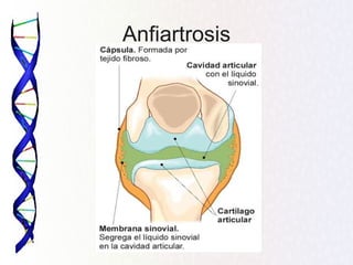 Anfiartrosis
 