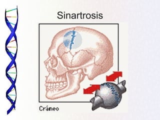 Sinartrosis
 