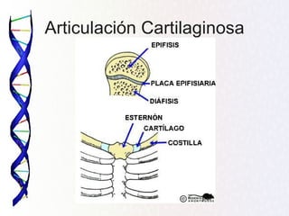 Articulación Cartilaginosa
 