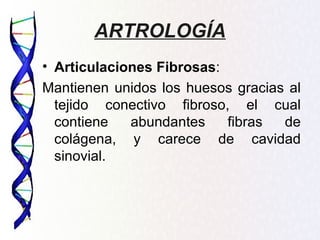 ARTROLOGÍA
• Articulaciones Fibrosas:
Mantienen unidos los huesos gracias al
  tejido conectivo fibroso, el cual
  contiene   abundantes    fibras  de
  colágena, y carece de cavidad
  sinovial.
 