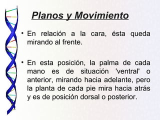Planos y Movimiento
• En relación a la cara, ésta queda
  mirando al frente.

• En esta posición, la palma de cada
  mano es de situación 'ventral' o
  anterior, mirando hacia adelante, pero
  la planta de cada pie mira hacia atrás
  y es de posición dorsal o posterior.
 