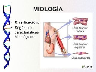 MIOLOGÍA

• Clasificación:
• Según sus
  características
  histológicas:
 
