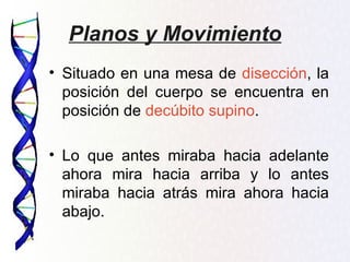 Planos y Movimiento
• Situado en una mesa de disección, la
  posición del cuerpo se encuentra en
  posición de decúbito supino.

• Lo que antes miraba hacia adelante
  ahora mira hacia arriba y lo antes
  miraba hacia atrás mira ahora hacia
  abajo.
 