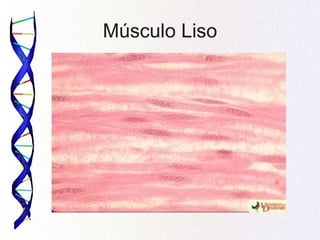 Músculo Liso
 