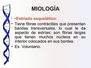 MIOLOGÍA
• •Estriado esquelético:
• Tiene fibras contráctiles que presentan
  bandas transversales, lo cual le da
  aspecto de estrías; son fibras largas
  que tienen muchos núcleos en su
  interior colocados en sus bordes.
• Es Voluntario.
 