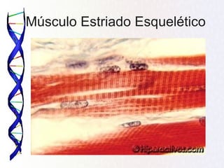 Músculo Estriado Esquelético
 