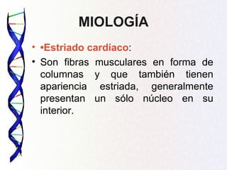 MIOLOGÍA
• •Estriado cardíaco:
• Son fibras musculares en forma de
  columnas y que también tienen
  apariencia estriada, generalmente
  presentan un sólo núcleo en su
  interior.
 