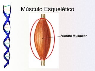 Músculo Esquelético



              Vientre Muscular
 