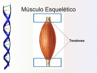 Músculo Esquelético




                Tendones
 