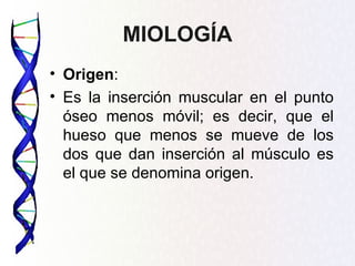 MIOLOGÍA
• Origen:
• Es la inserción muscular en el punto
  óseo menos móvil; es decir, que el
  hueso que menos se mueve de los
  dos que dan inserción al músculo es
  el que se denomina origen.
 
