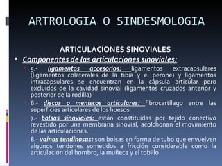 ARTROLOGIA O SINDESMOLOGIA ARTICULACIONES SINOVIALES Componentes de las articulaciones sinoviales: 5.-  ligamentos accesorios:  ligamentos extracapsulares (ligamentos colaterales de la tibia y el peroné) y ligamentos intracapsulares se encuentran en la cápsula articular pero excluidos de la cavidad sinovial (ligamentos cruzados anterior y posterior de la rodilla) 6.-  discos o meniscos articulares:  fibrocartílago entre las superficies articulares de los huesos 7.-  bolsas sinoviales:  están constituidas por tejido conectivo revestido por una membrana sinovial, acolchonan el movimiento de las articulaciones. 8.-  vainas tendinosas:  son bolsas en forma de tubo que envuelven algunos tendones sometidos a fricción considerable como la articulación del hombro, la muñeca y el tobillo  