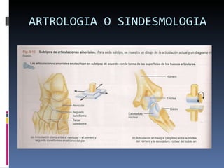 ARTROLOGIA O SINDESMOLOGIA 