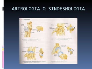 ARTROLOGIA O SINDESMOLOGIA 