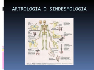 ARTROLOGIA O SINDESMOLOGIA 