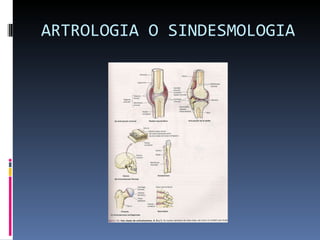 ARTROLOGIA O SINDESMOLOGIA 