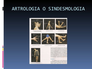 ARTROLOGIA O SINDESMOLOGIA 