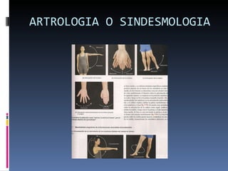 ARTROLOGIA O SINDESMOLOGIA 