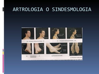 ARTROLOGIA O SINDESMOLOGIA 